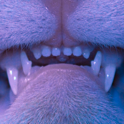 Stain The Canvas Claws Back at Platform Censorship with New Single "GATTINI" ft. KLAUS NOIR